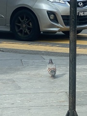 Columba livia domestica