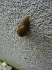 Drusia valenciennii