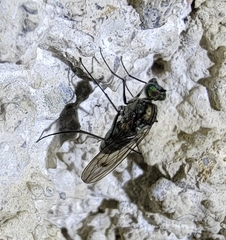 Liancalus virens