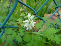 Fumaria capreolata