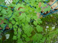 Fumaria capreolata