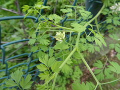 Fumaria capreolata