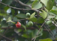 Salacia chinensis