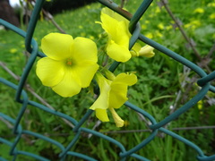 Oxalis pes-caprae