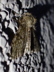 Phigalia pilosaria