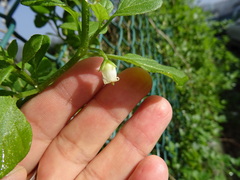 Salpichroa origanifolia