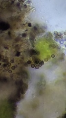 Xanthoriicola physciae