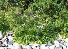 Ligusticum scothicum