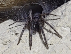 Segestria florentina