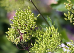 Ligusticum scothicum