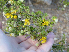 Larrea cuneifolia