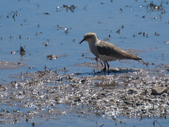 Vanellus resplendens