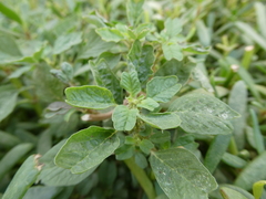 Amaranthus blitum