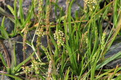 Plantago maritima