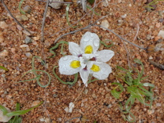 Moraea falcifolia
