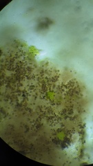 Xanthoriicola physciae