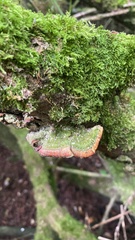 Ganoderma zonatum