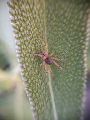 Trachelopachys