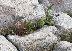 Plantago maritima