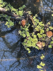 Salvinia minima