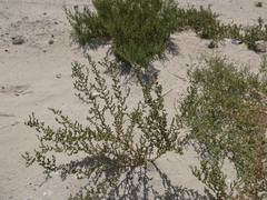 Salsoloideae