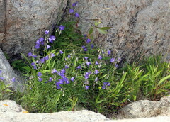 Campanula rotundifolia
