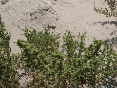 Salsoloideae
