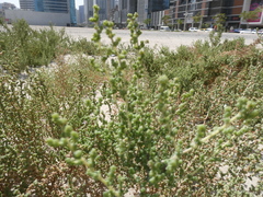 Salsoloideae