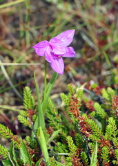Calopogon tuberosus