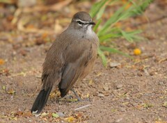 Cercotrichas coryphoeus coryphoeus