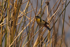 Tachuris rubrigastra