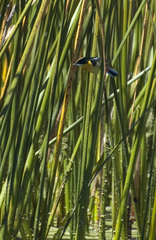 Tachuris rubrigastra