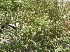 Salsoloideae