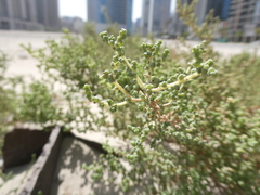 Salsoloideae