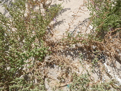 Salsoloideae
