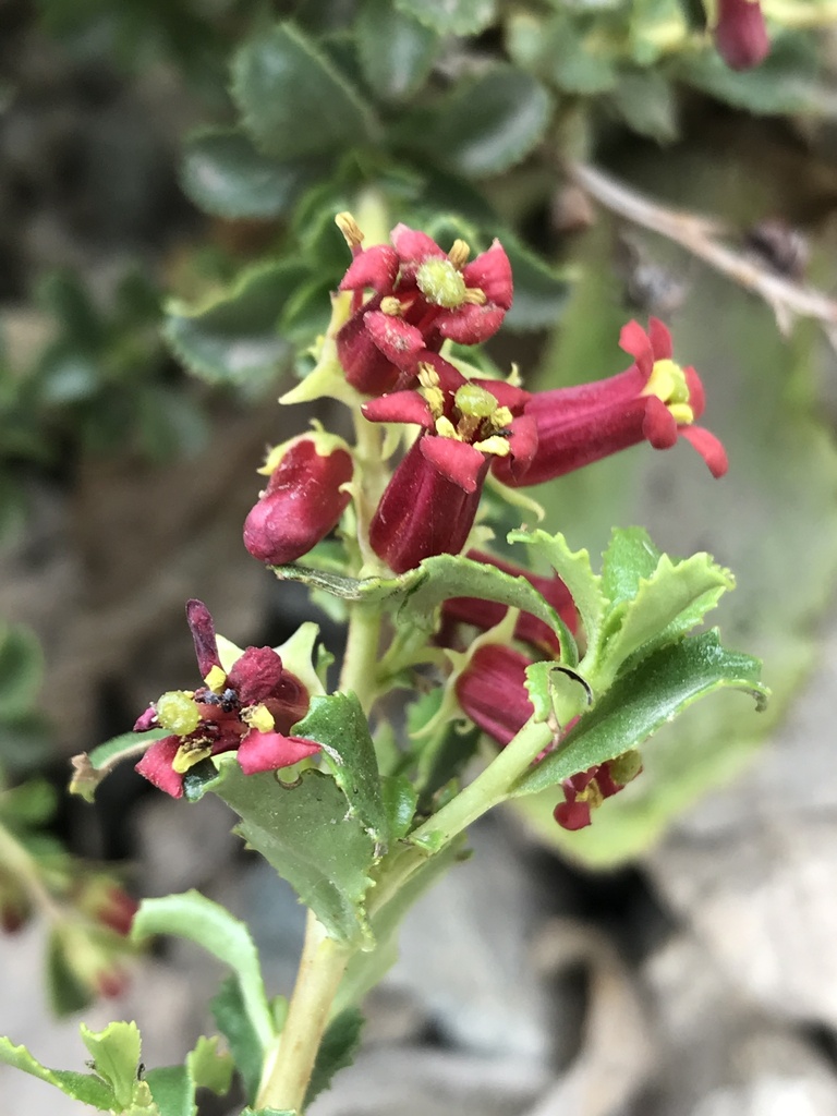Escallonia carmelitana