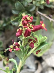 Escallonia carmelitana