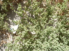 Salsoloideae