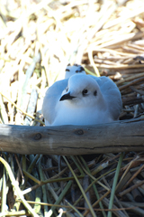 Chroicocephalus serranus