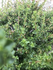 Escallonia carmelitana