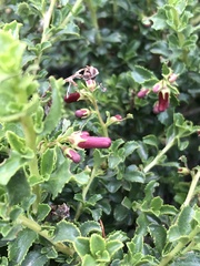Escallonia carmelitana