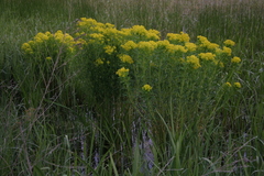 Euphorbia palustris