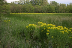 Euphorbia palustris