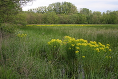 Euphorbia palustris