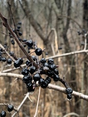 Rhamnus cathartica