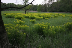 Euphorbia palustris