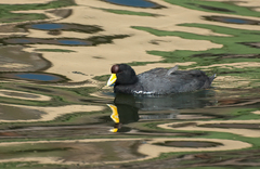 Fulica ardesiaca