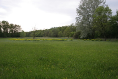 Euphorbia palustris