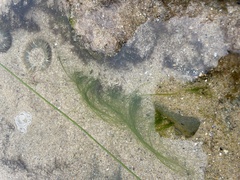 Phyllospadix torreyi