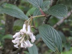 Viburnum erubescens